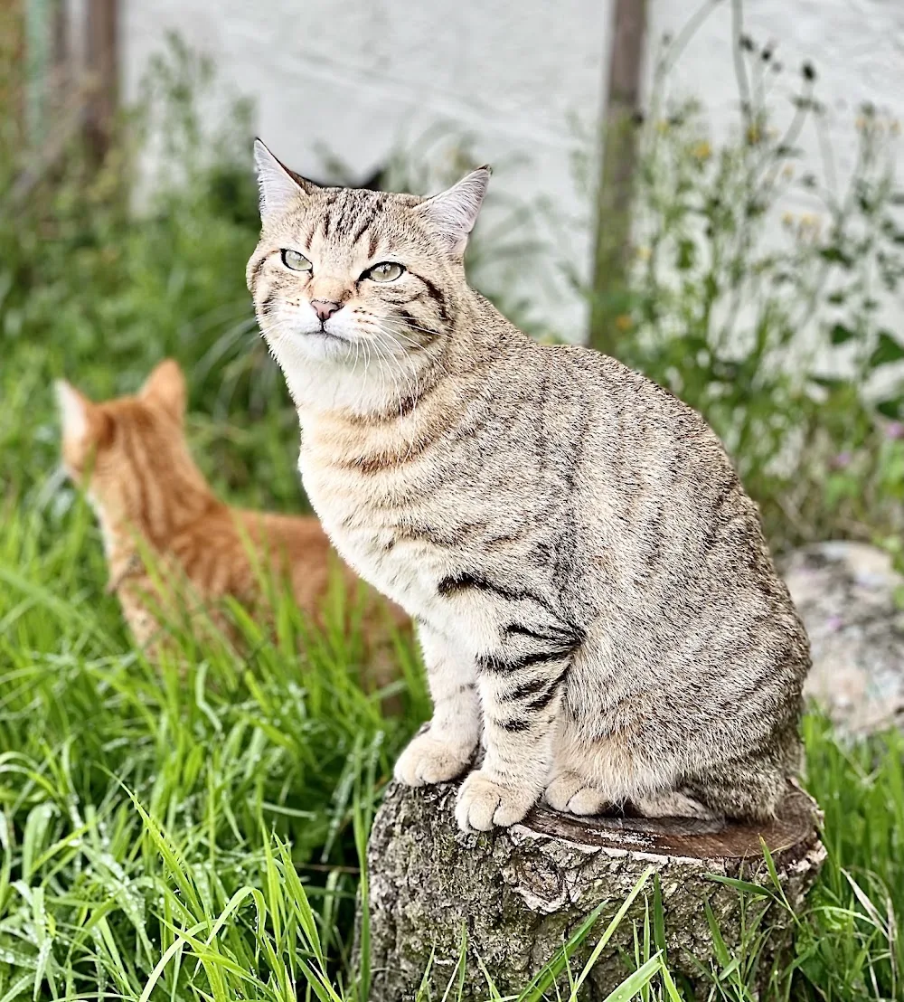 Chatterie du Mont Candon - Pension Chats - Nouvelle-Calédonie pet otel