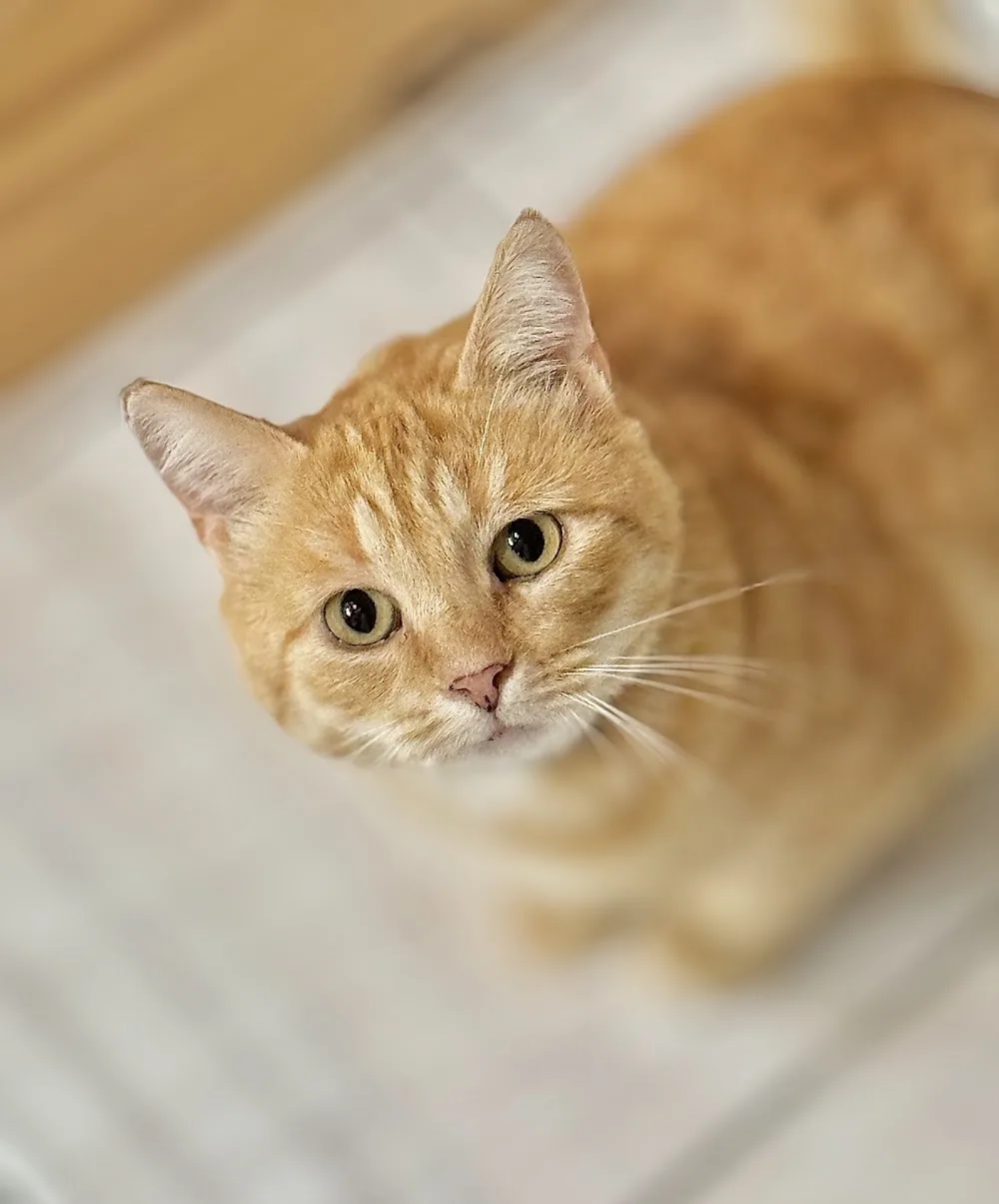 Chatterie du Mont Candon - Pension Chats - Nouvelle-Calédonie pet otel görseli 3