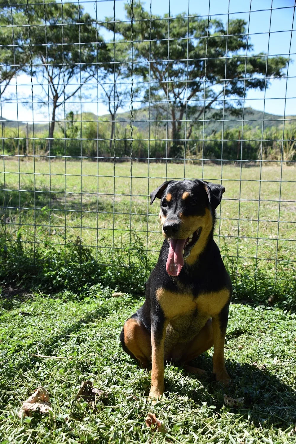 Garderie canine Free Time Dogs - Nouvelle-Calédonie pet otel görseli 3