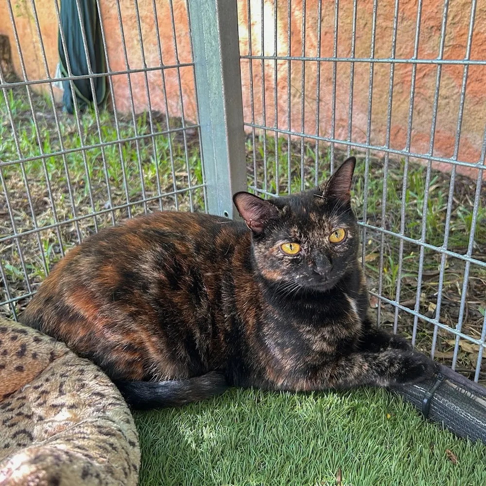 Le Royaume Des Chats NC - Nouvelle-Calédonie pet otel