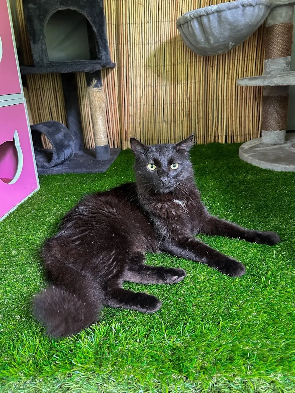 Le Royaume Des Chats NC - Nouvelle-Calédonie pet otel görseli 3