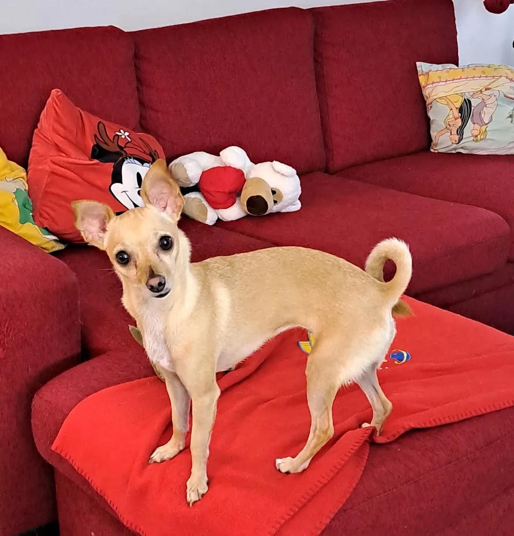 Toutou et Grosminet - Nouvelle-Calédonie pet otel görseli 2