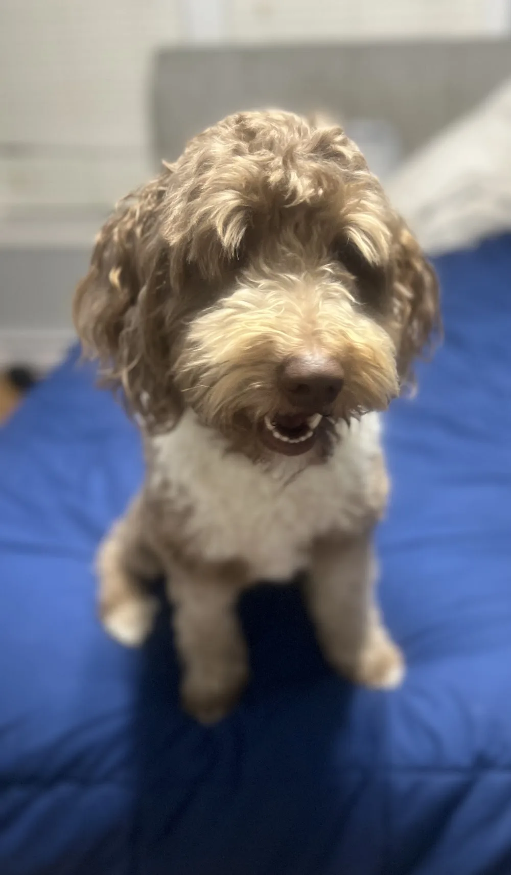 Air Buddies Pet Services Inc - Nova Scotia pet otel