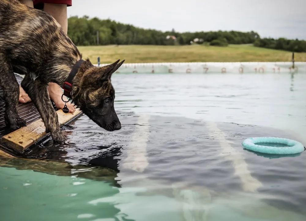 Aqua Terra Kennels - Nova Scotia pet otel görseli 3