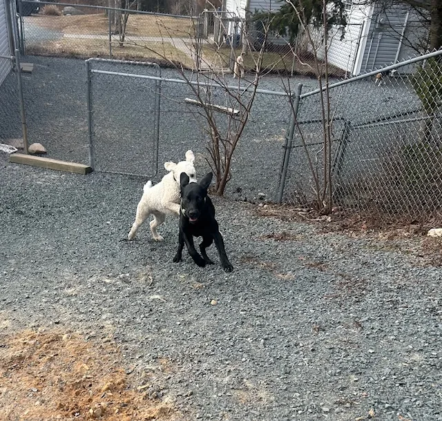 Belle Kennel - Nova Scotia pet otel görseli 7