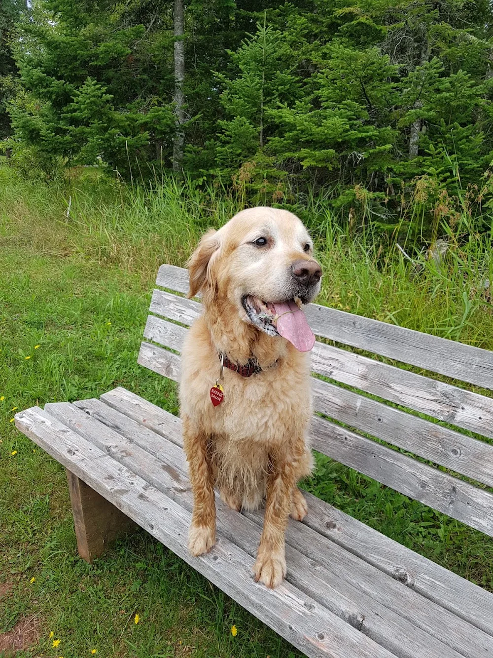 Bernfield Kennels - Nova Scotia pet otel