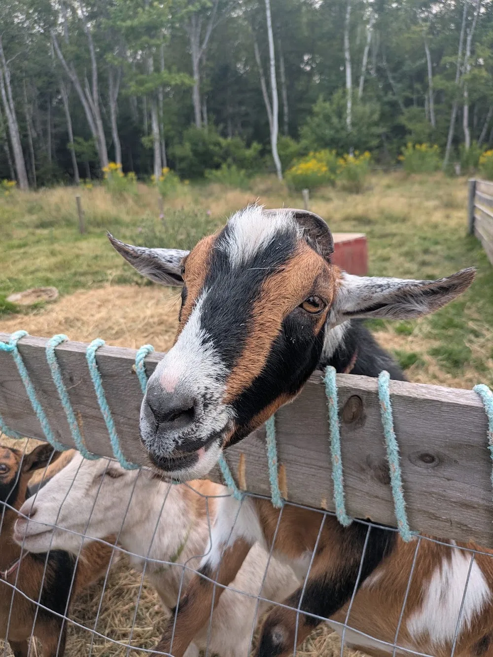 Black Rock Stables - Kennels & Cattery - Nova Scotia pet otel