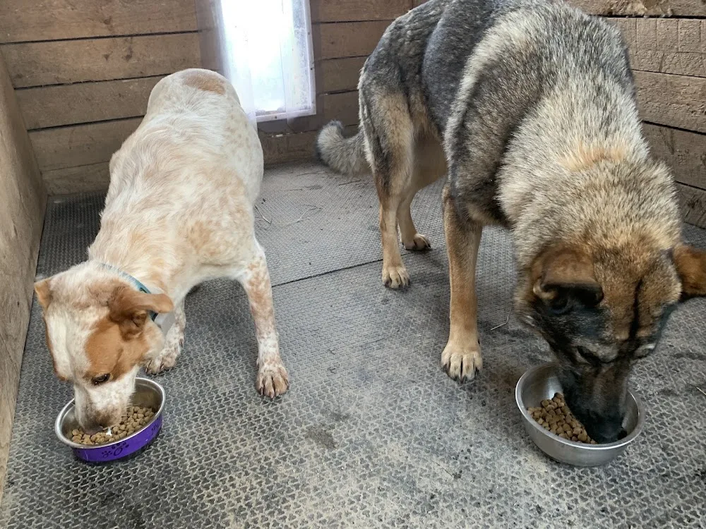 Black Rock Stables - Kennels & Cattery - Nova Scotia pet otel görseli 3