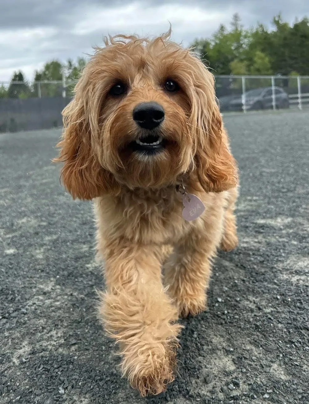 Bowlin Farms Doggie Adventures Ltd. - Nova Scotia pet otel
