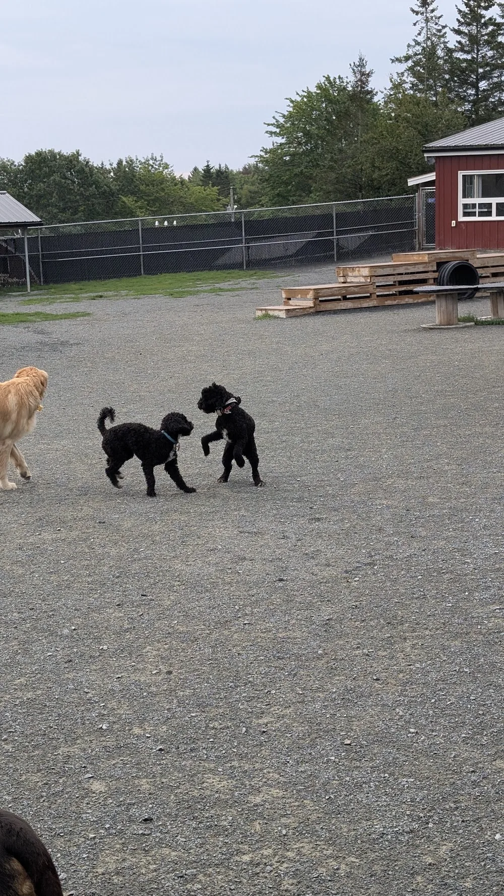 Bowlin Farms Doggie Adventures Ltd. - Nova Scotia pet otel görseli 3