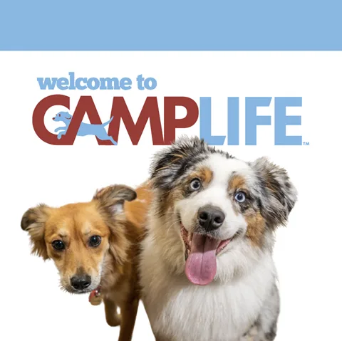 Camp Bow Wow Halifax - Nova Scotia pet otel