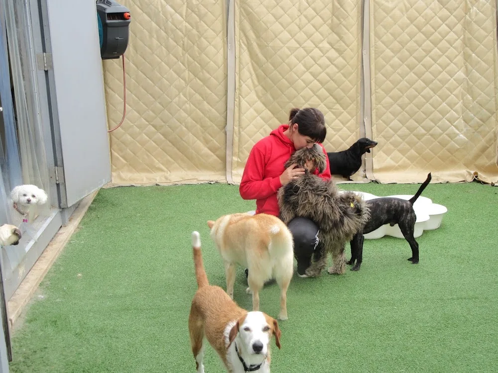 Camp Bow Wow Halifax - Nova Scotia pet otel görseli 7