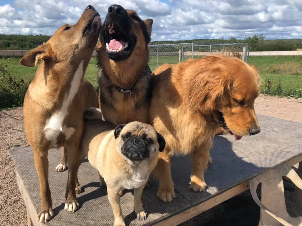 Canine Station (Jenn's Doggie Daycare) - Nova Scotia pet otel