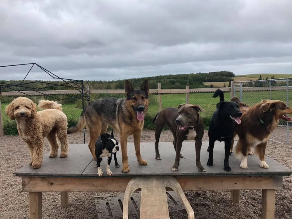 Canine Station (Jenn's Doggie Daycare) - Nova Scotia pet otel görseli 3