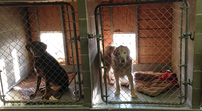 Country-Side Kennels - Nova Scotia pet otel görseli 6