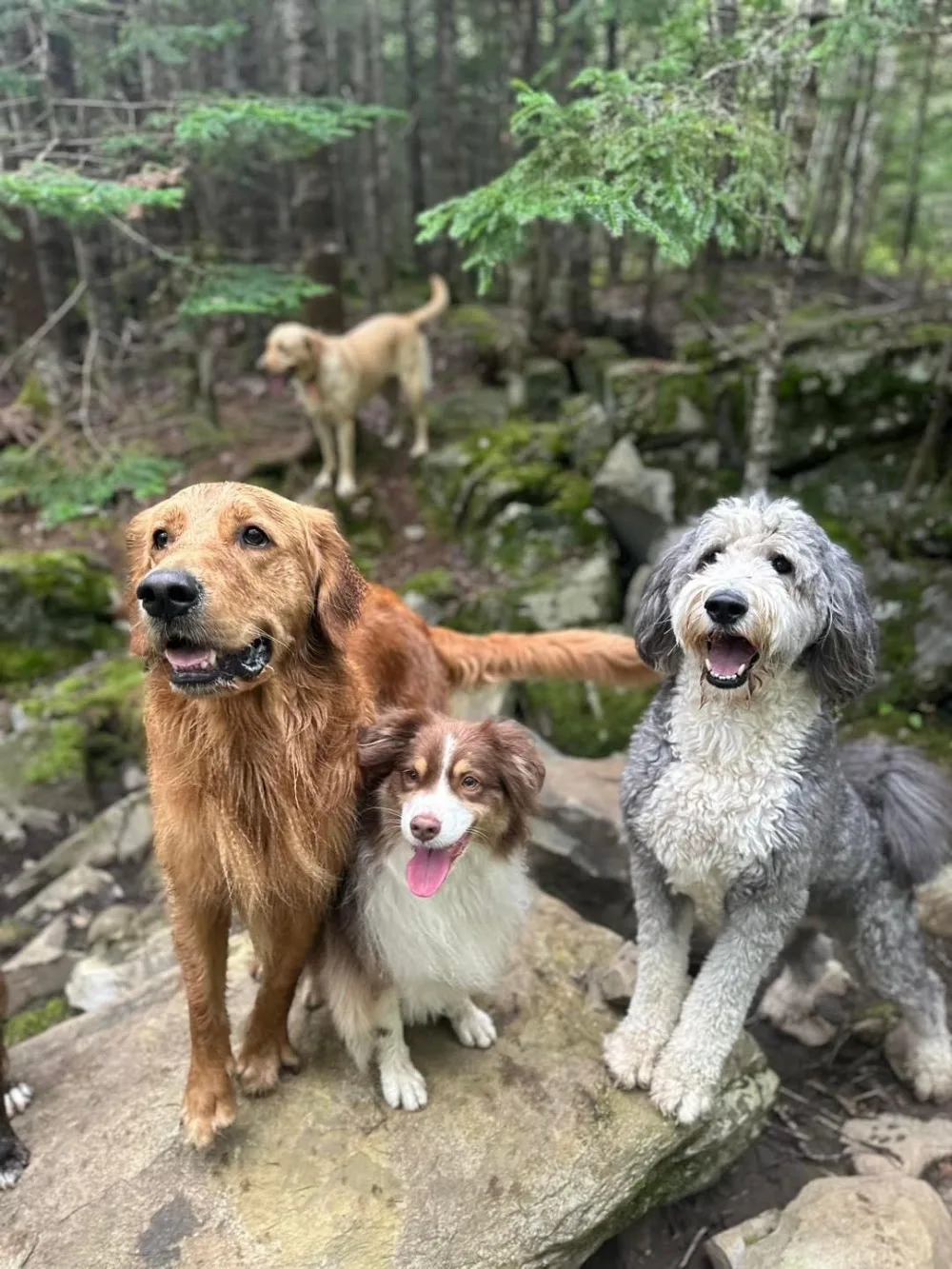 Dig It Dogs Canine Services - Nova Scotia pet otel