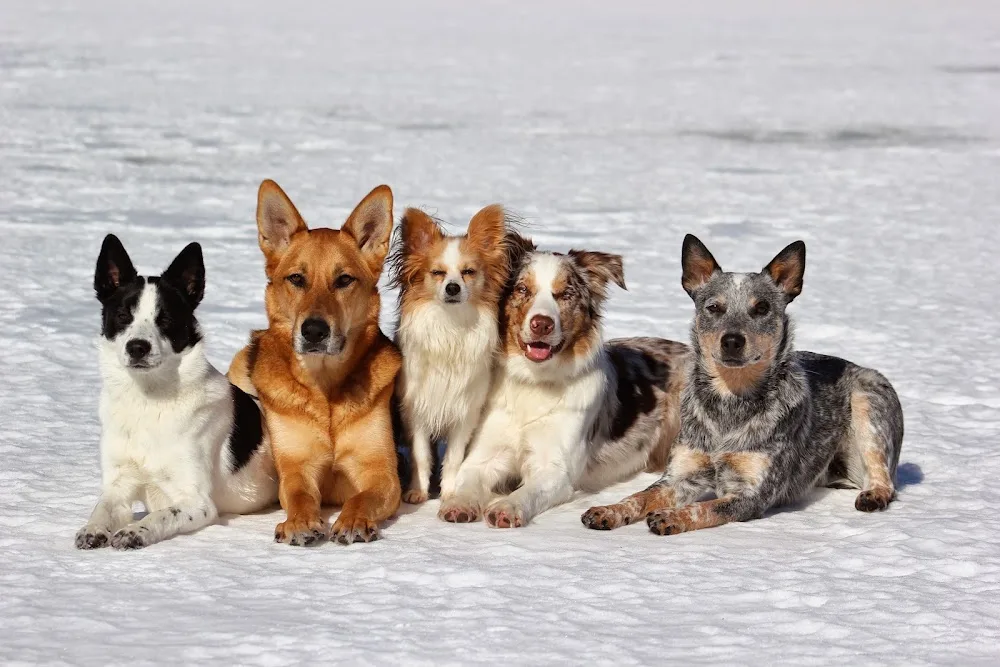 Dig It Dogs Canine Services - Nova Scotia pet otel görseli 3