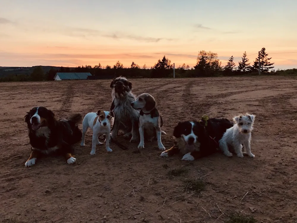 Furry Friends Inn - Nova Scotia pet otel görseli 2