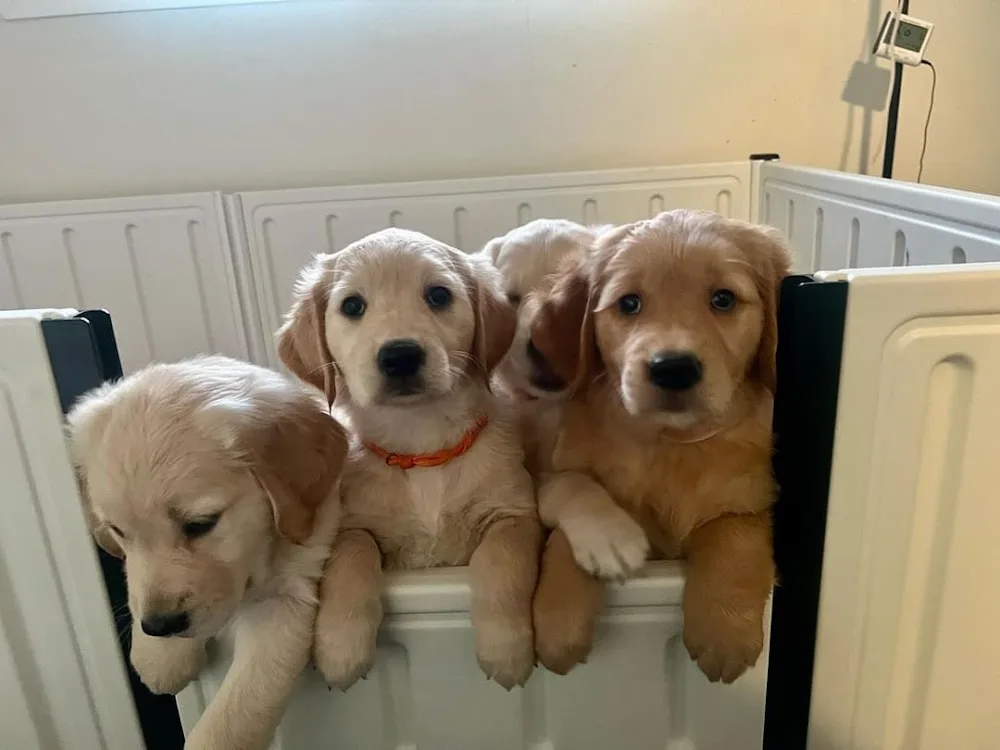 Golden Paws HFX - Nova Scotia pet otel görseli 3