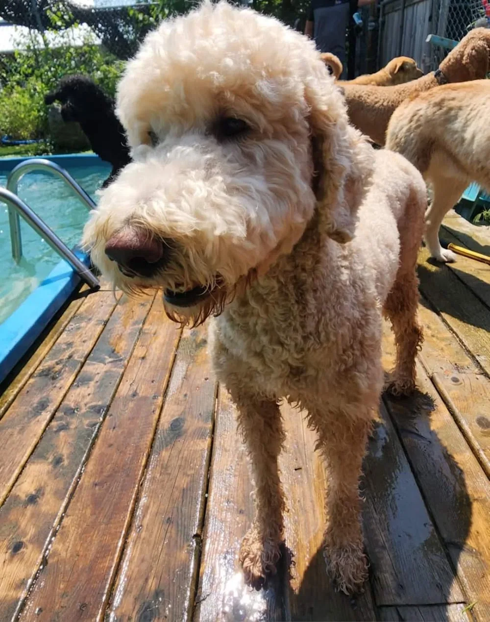 Good Hands Boarding Kennels - Nova Scotia pet otel