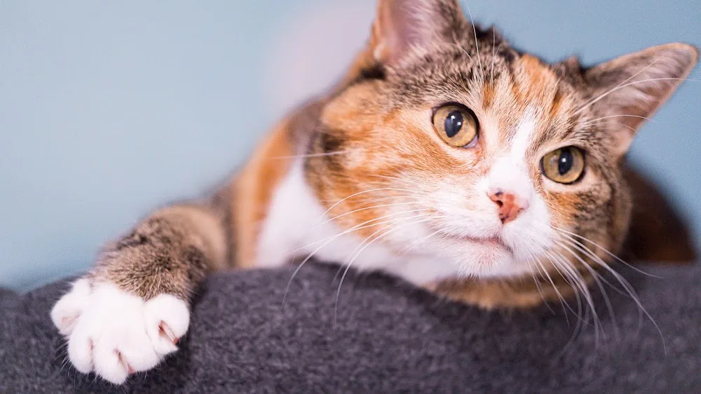 Halifax Kitty Hotel - Nova Scotia pet otel görseli 7