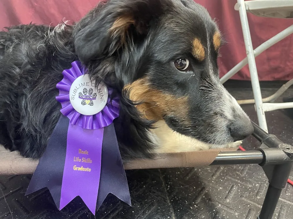 Happy Hounds Doggy Daycare - Nova Scotia pet otel