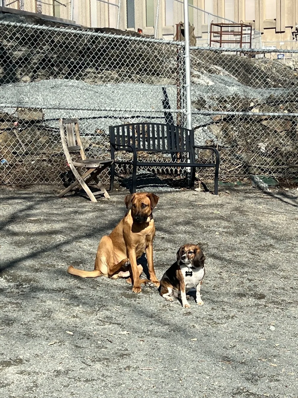 Happy Hounds Doggy Daycare - Nova Scotia pet otel görseli 3