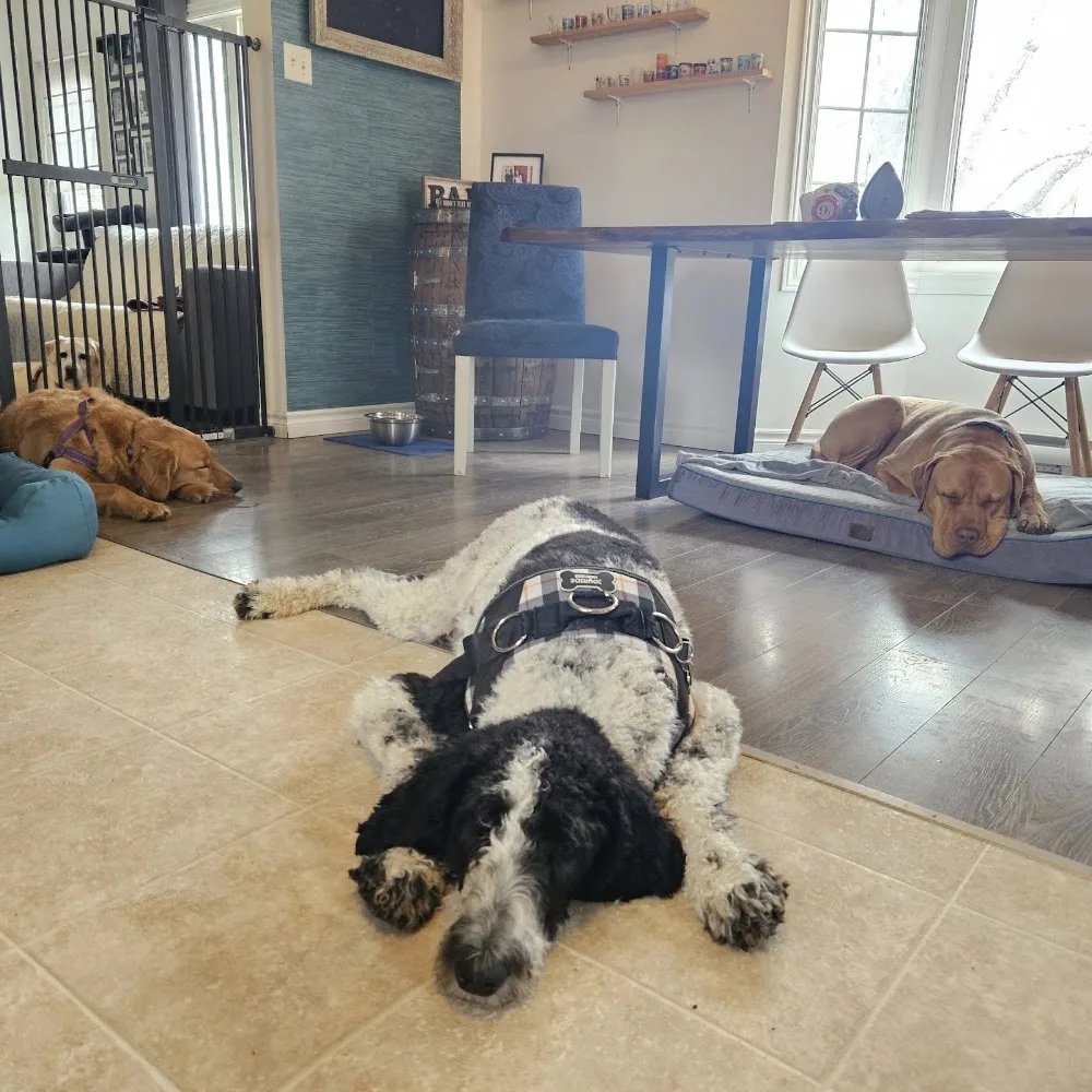 House of Hounds Retreat - Nova Scotia pet otel görseli 6