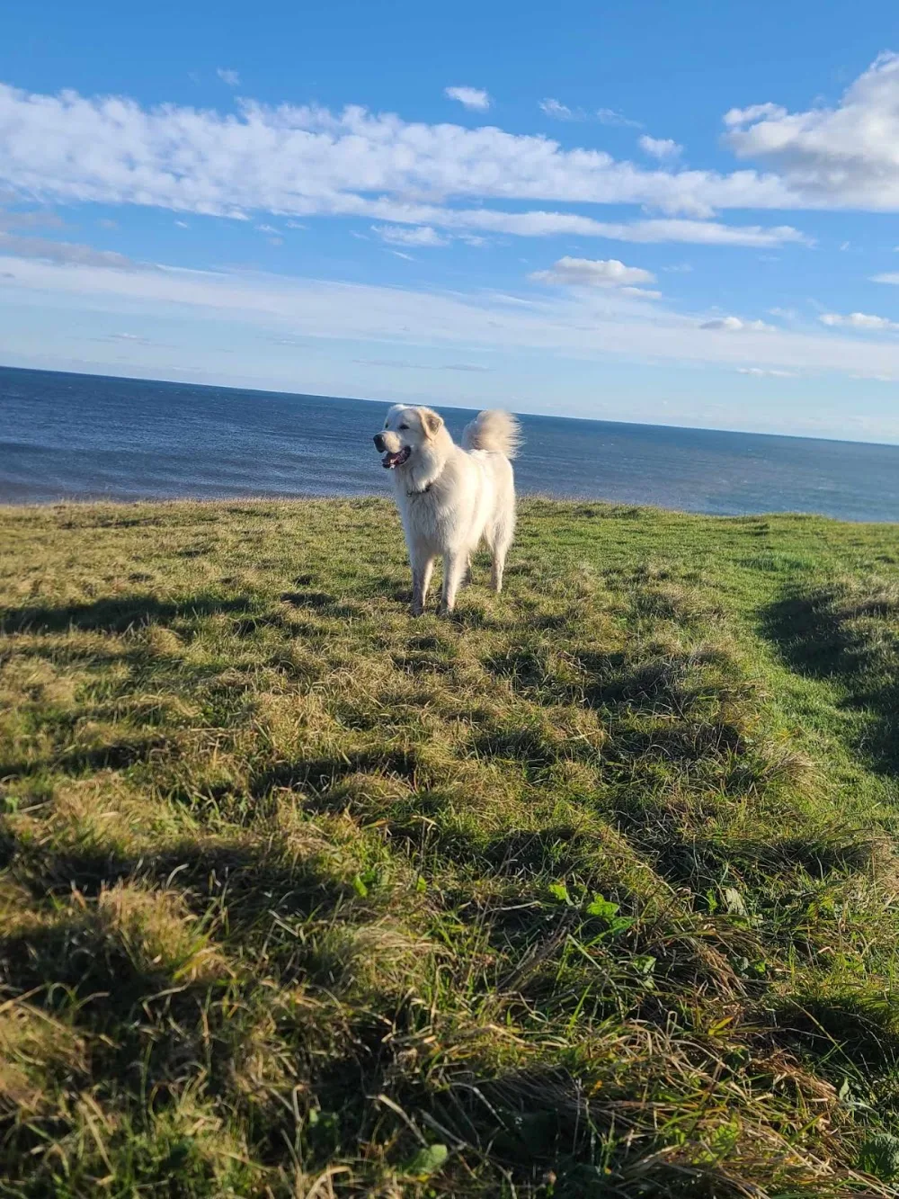 Kat's Lake Rd Kennels - Nova Scotia pet otel
