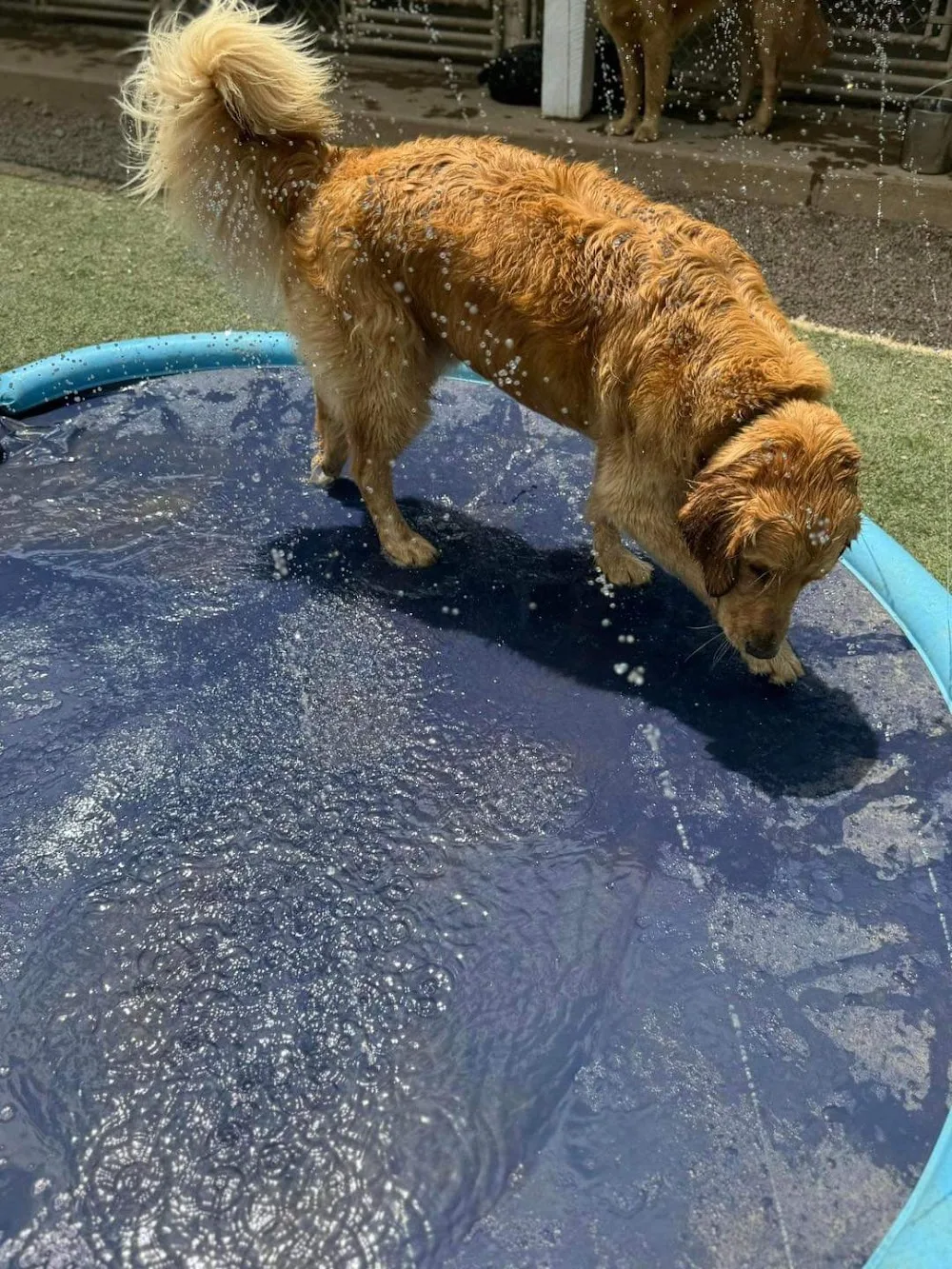 MacBeth's Grooming & Boarding Kennels - Nova Scotia pet otel