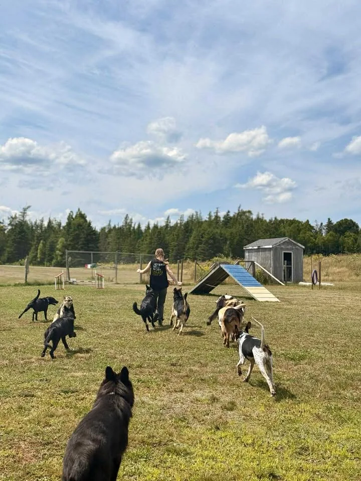 Mowatt Canine Company - Nova Scotia pet otel görseli 3