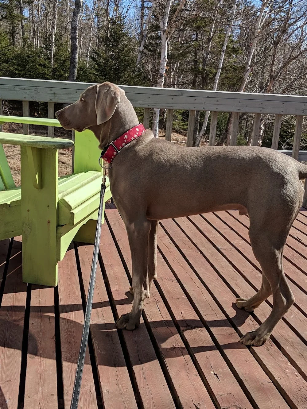 Oceanmark K-9 Resort - Nova Scotia pet otel görseli 2