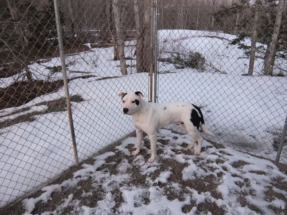 Paws Awhile and Dream Kennels | Sydney, Cape Breton - Nova Scotia pet otel görseli 3