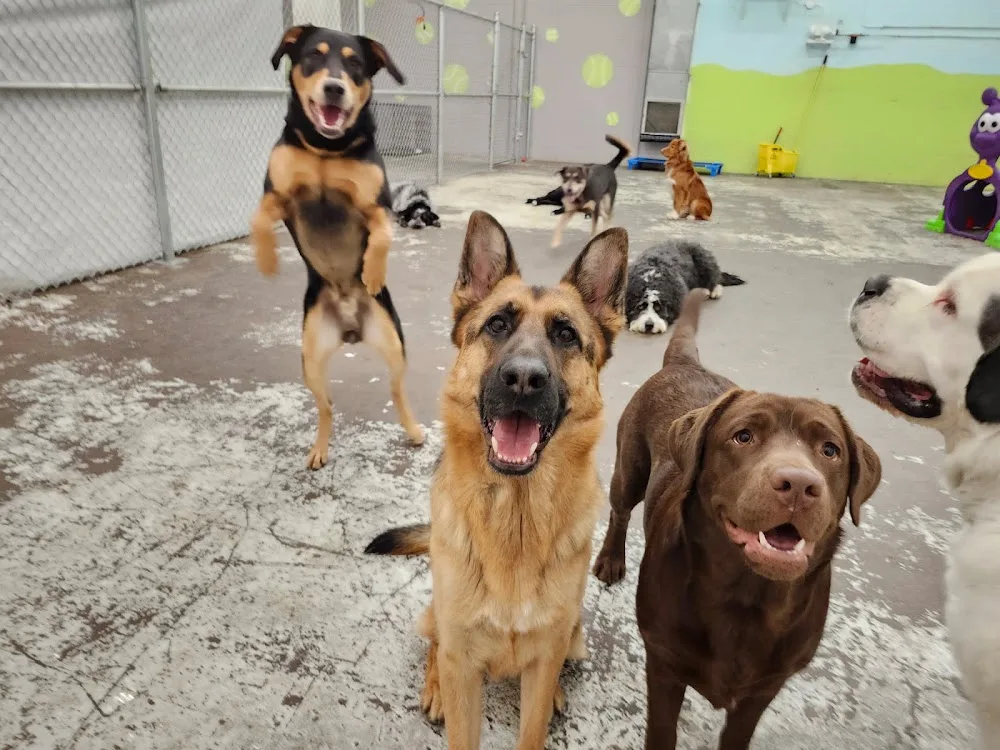 Pawsitively Pawesome Pet Care - Nova Scotia pet otel