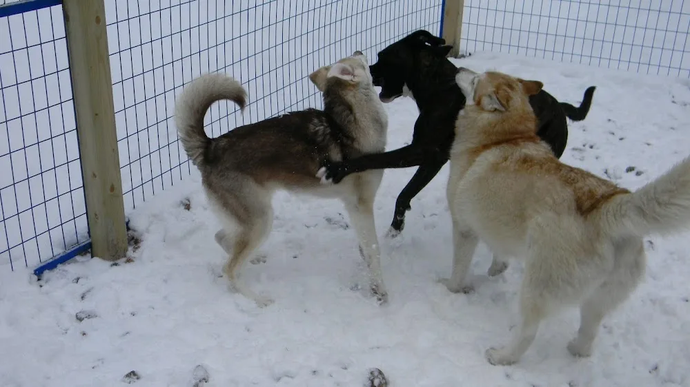 Red Woof Inn Doggie Daycare - Nova Scotia pet otel