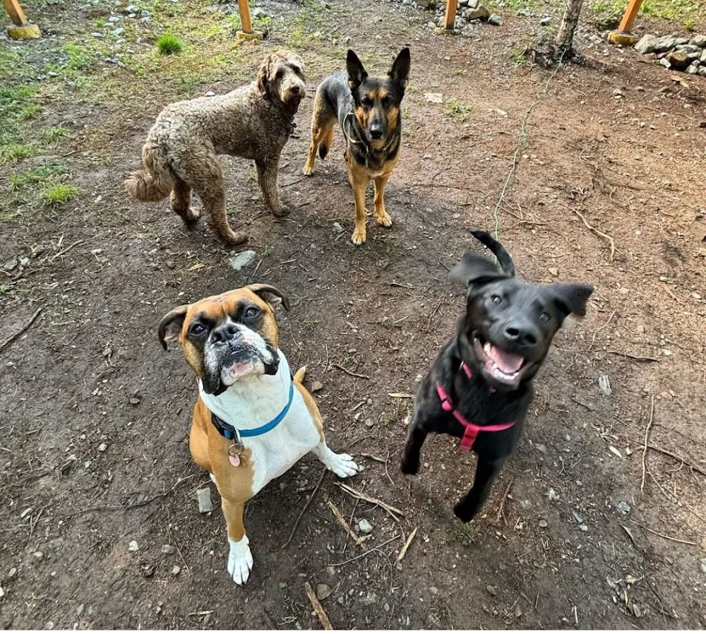 Shepherd Sanctuary - Nova Scotia pet otel görseli 3