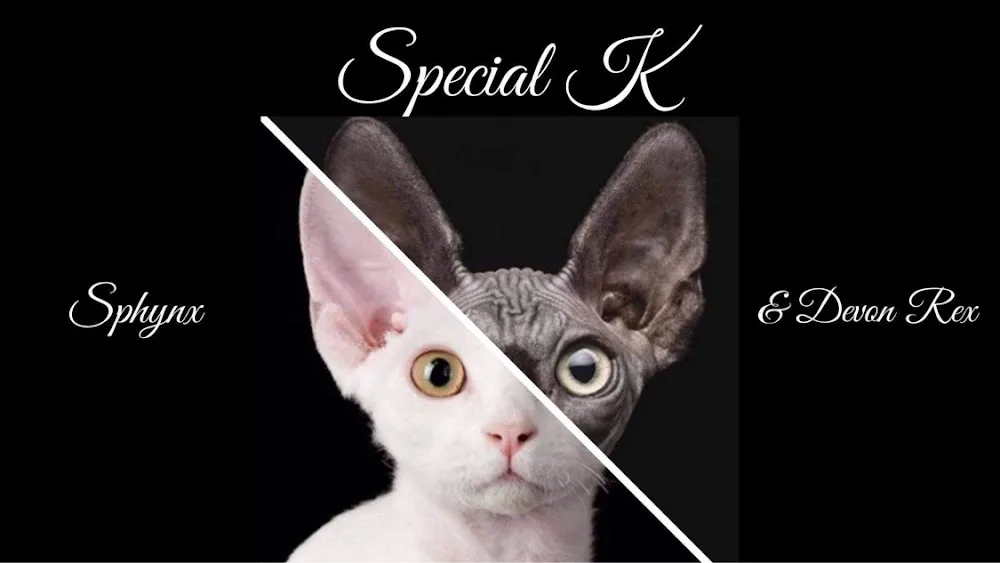 Special K Sphynx and Devon Rex - Nova Scotia pet otel