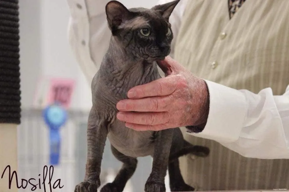 Special K Sphynx and Devon Rex - Nova Scotia pet otel görseli 3