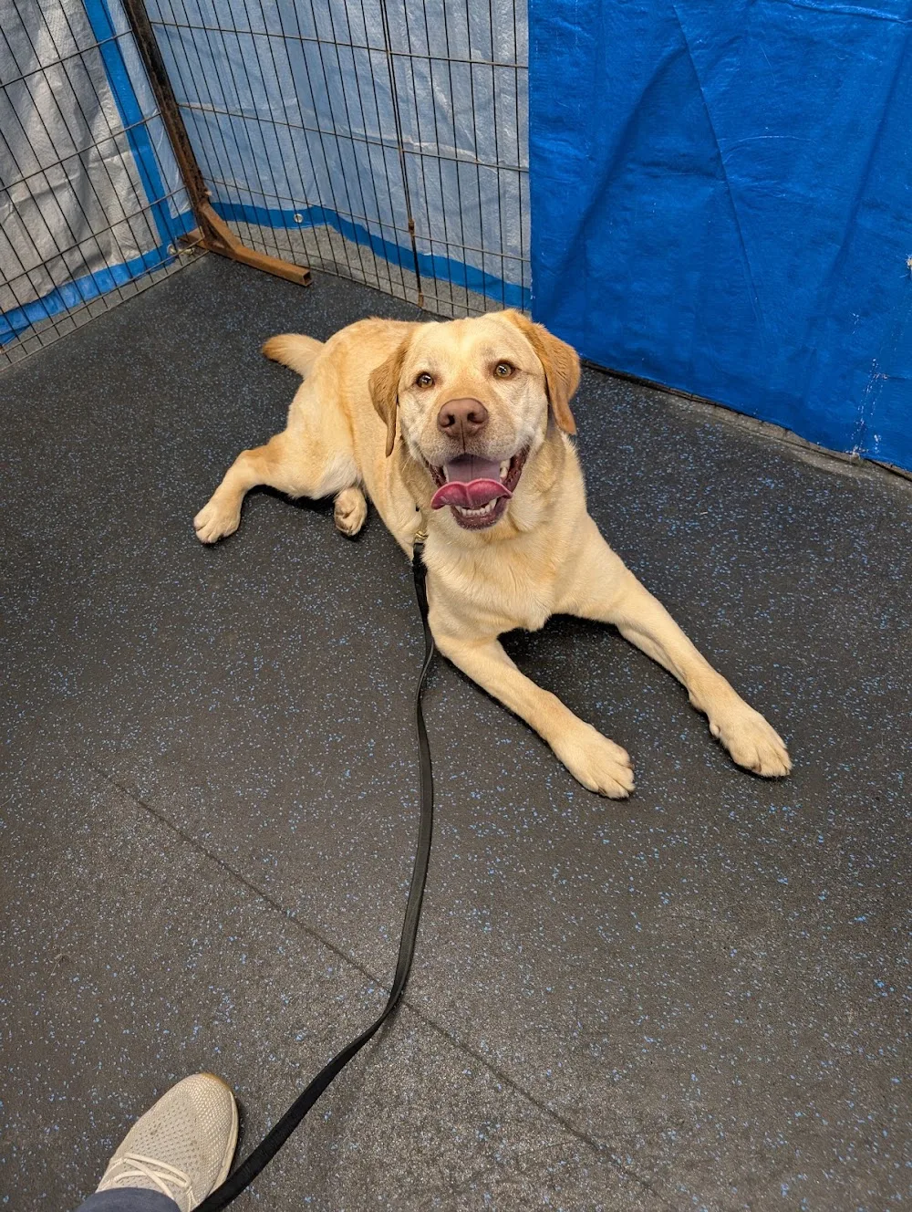 Stay N Play Canine Centre Limited - Nova Scotia pet otel görseli 6