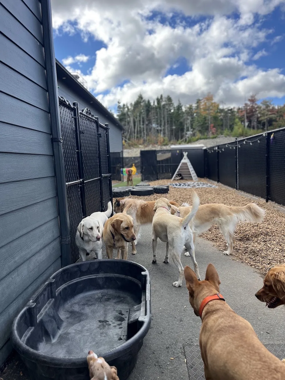 The Paw Pad Retreat & Spa - Nova Scotia pet otel görseli 3