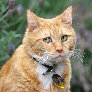 Valley Cat Hotel - Nova Scotia pet otel görseli 5