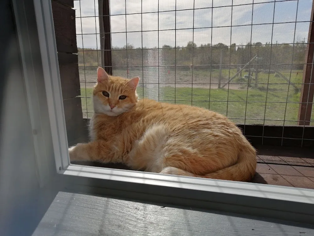 Valley Cat Hotel - Nova Scotia pet otel görseli 6