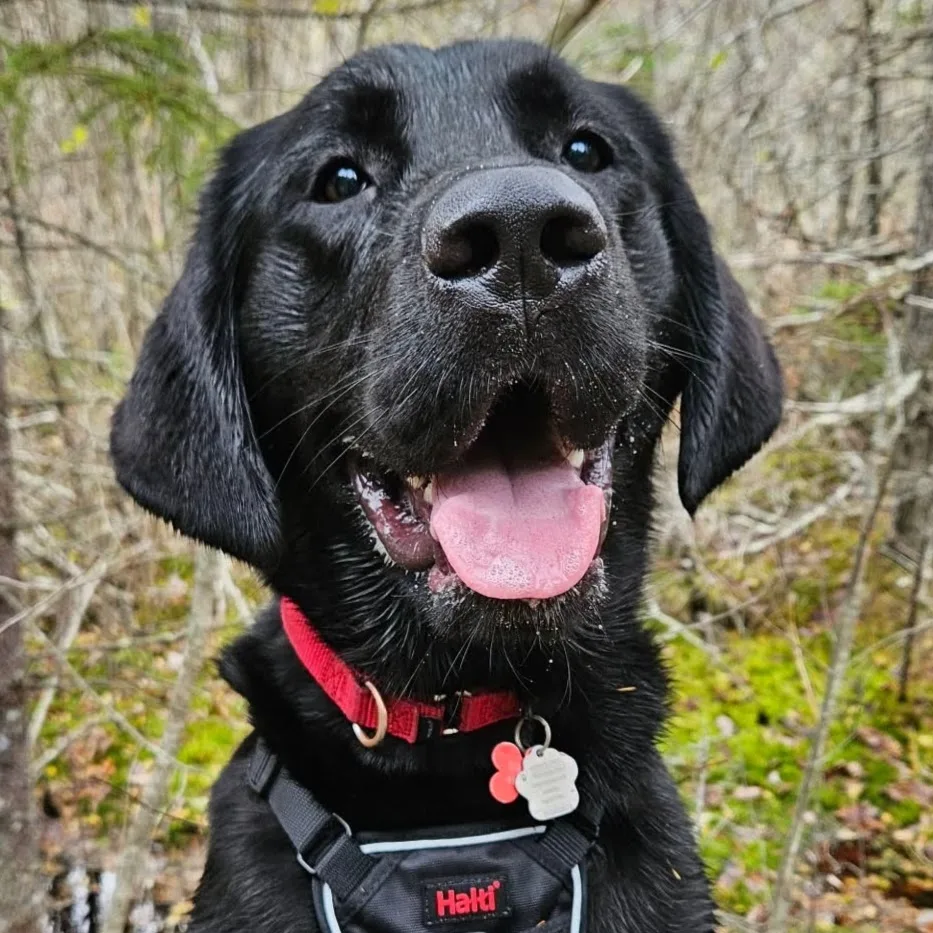Woof Pack K9 Lifestyle Centre Inc - Nova Scotia pet otel görseli 5