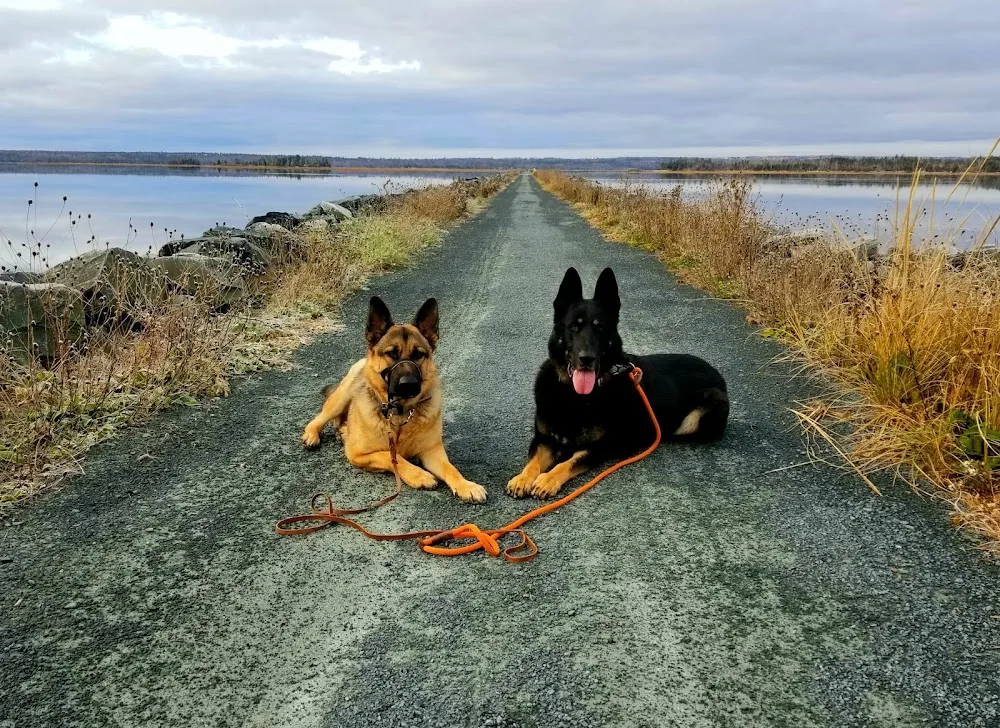 Wyndenfog Kennels - Nova Scotia pet otel görseli 3