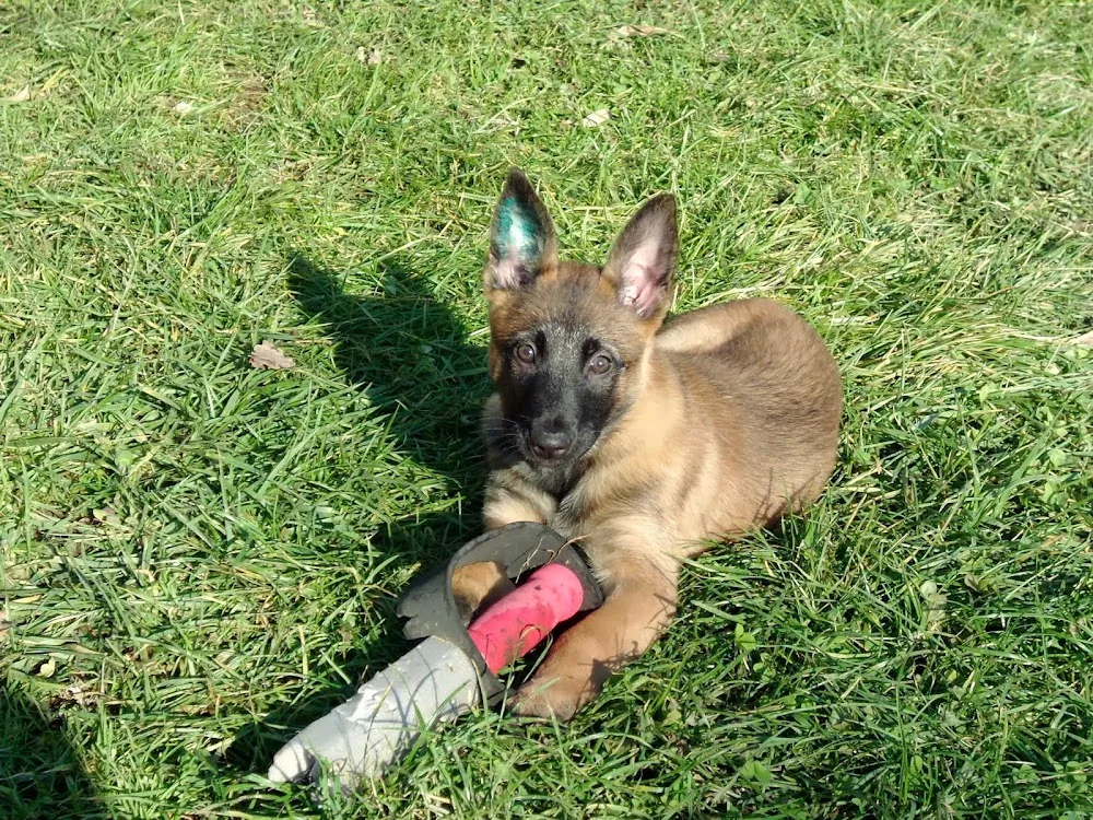 Cascina Crimea Centro Cinofilo Addestramento e Pensione per Cani - Novara pet otel