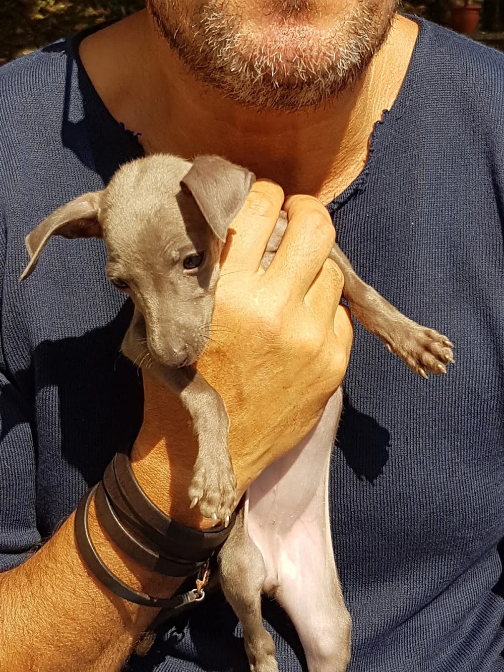 Valmarco pensione per cani e gatti - Novara pet otel