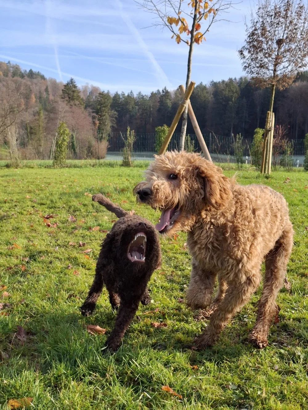Hundehüeti - Nuerensdorf pet otel