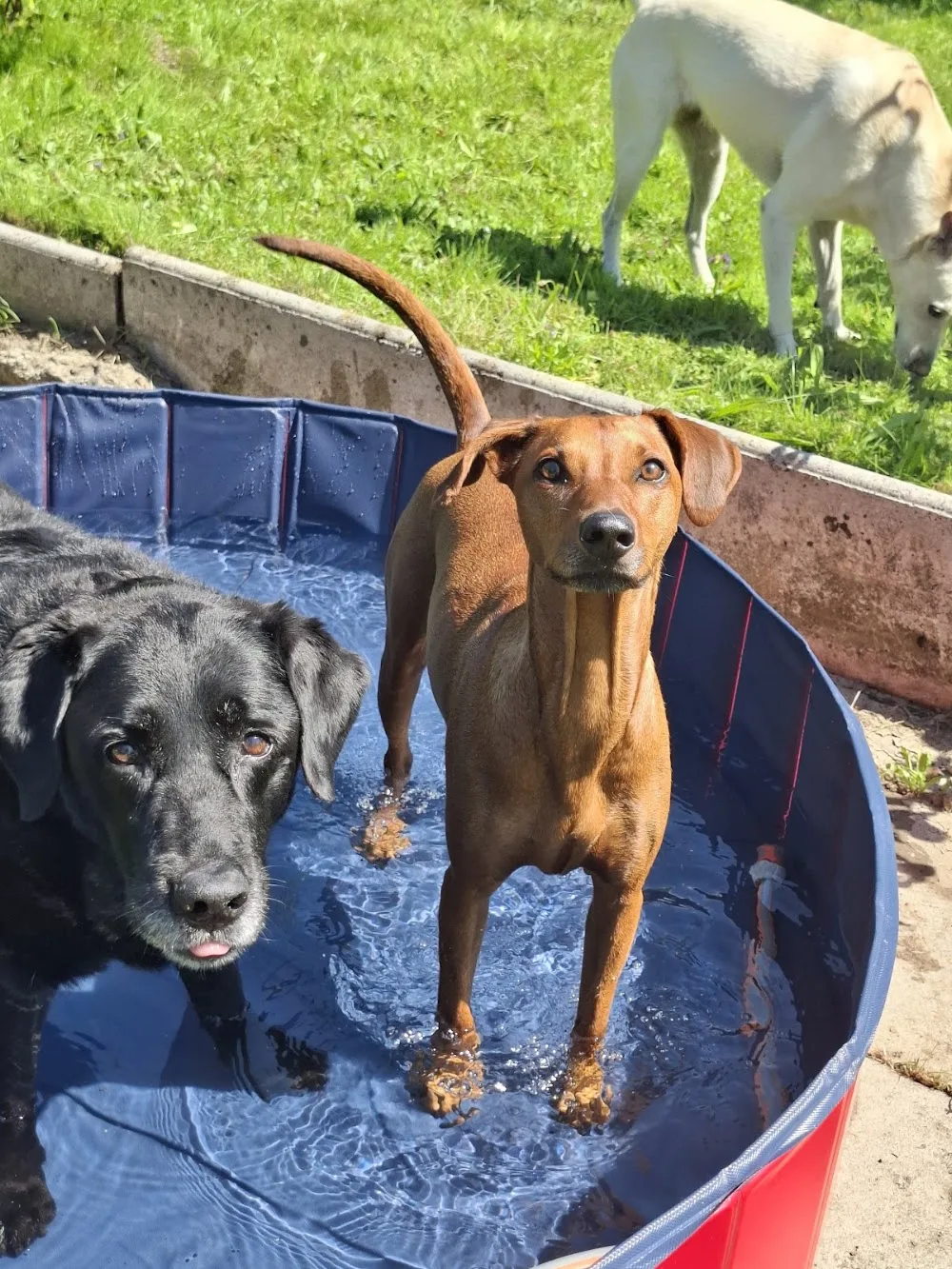 Hundehüeti - Nuerensdorf pet otel görseli 3