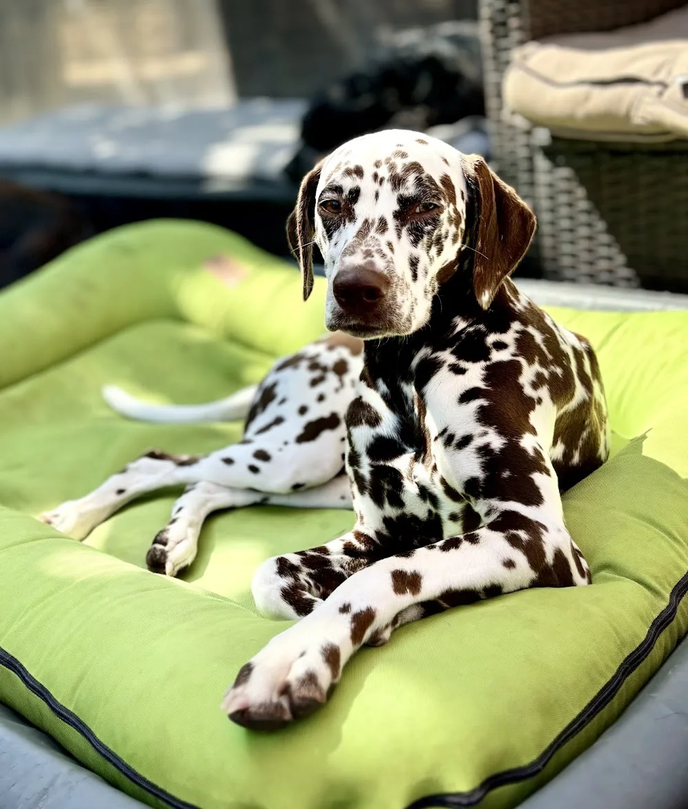 Karin's Tierbetreuung - Nuerensdorf pet otel görseli 3