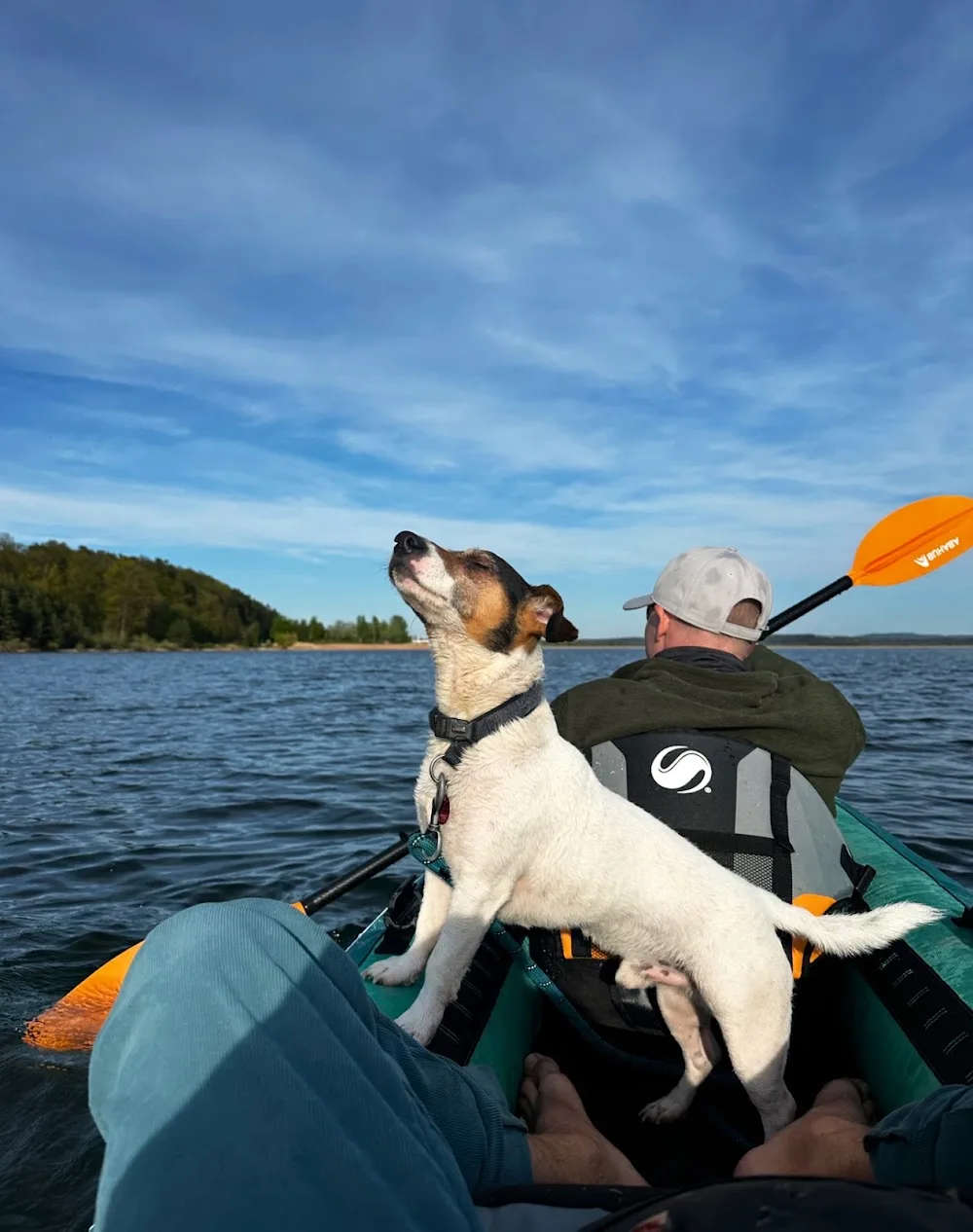 Dog Training Hundeflüsterer Hundeschule Hundetrainer + Betreuung - Nürnberg pet otel görseli 3